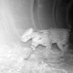 ﻿Mammal use of underpasses to cross R ...