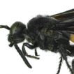 Two new species of Scolia (Hymenoptera, ...