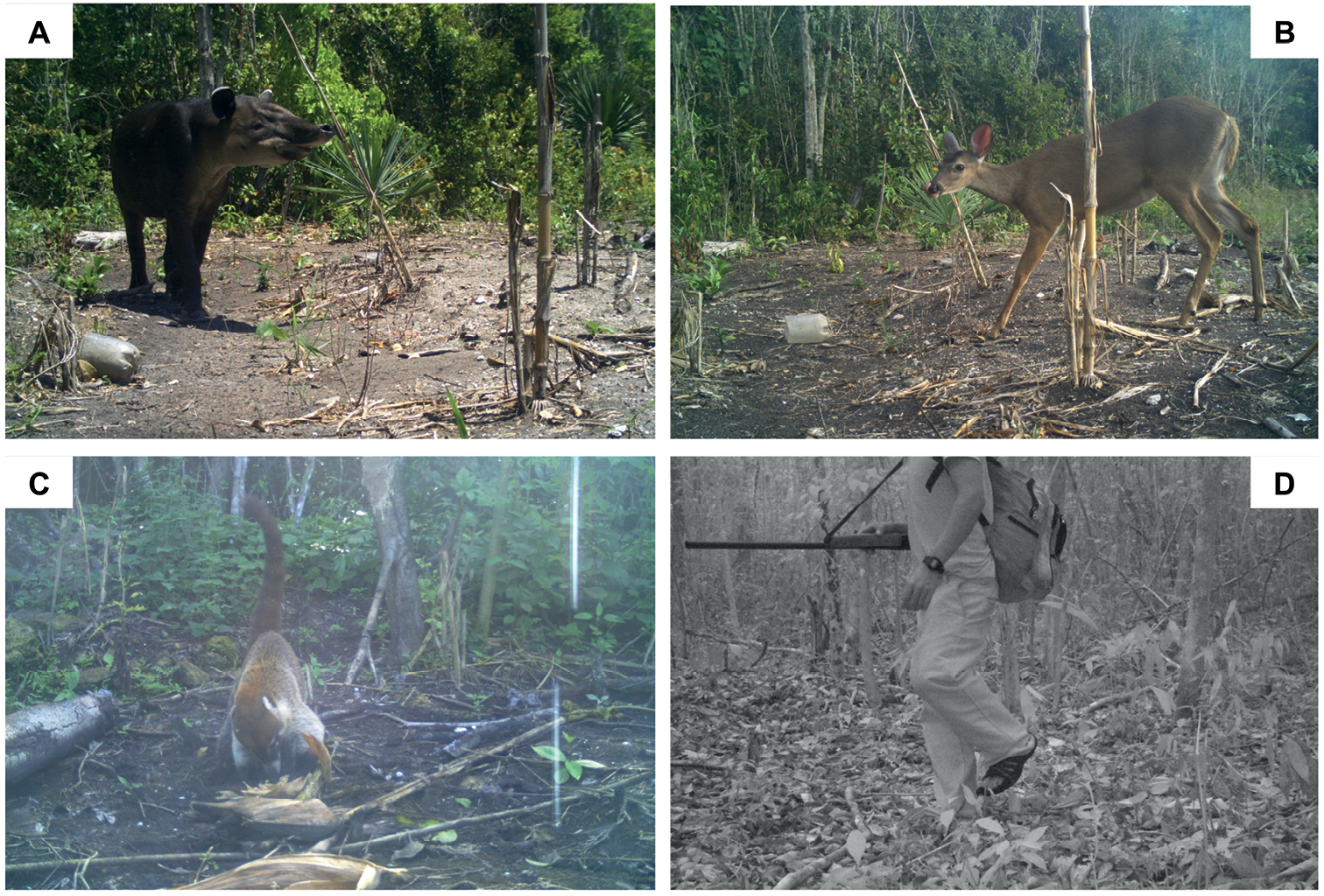 Human-wildlife conflicts and drought in the greater Calakmul Region,  Mexico: implications for tapir conservation