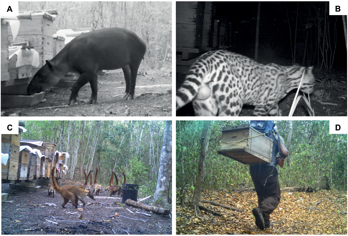 Human-wildlife conflicts and drought in the greater Calakmul Region,  Mexico: implications for tapir conservation